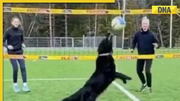 Viral video: Dog plays volleyball with humans like pro, viral video impresses netizens