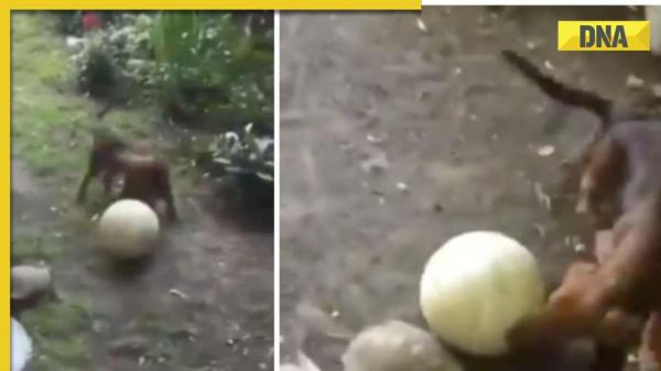 这个乌龟和狗一起踢足球的视频是一个非常棒的病毒视频