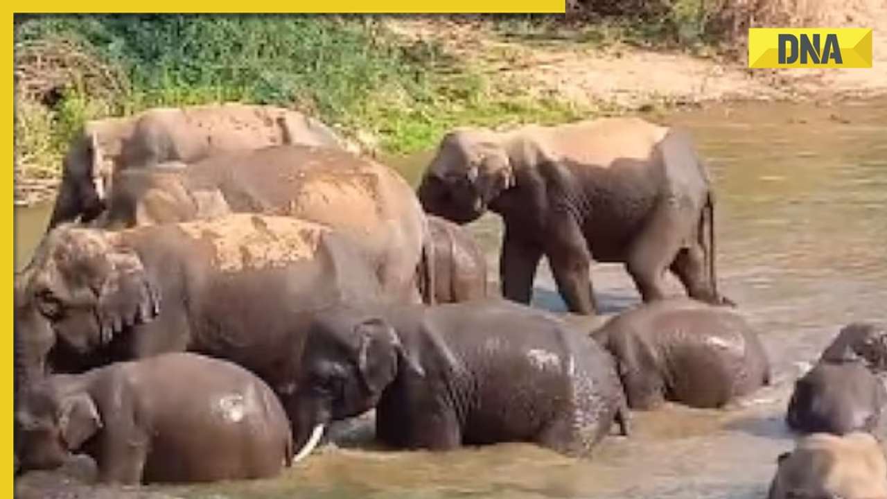 This viral video of an elephant family bathing together will make you go aww