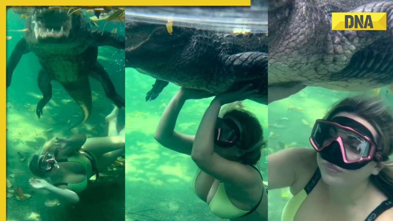 穿着比基尼的女子与巨大的鳄鱼游泳，视频在网上疯传