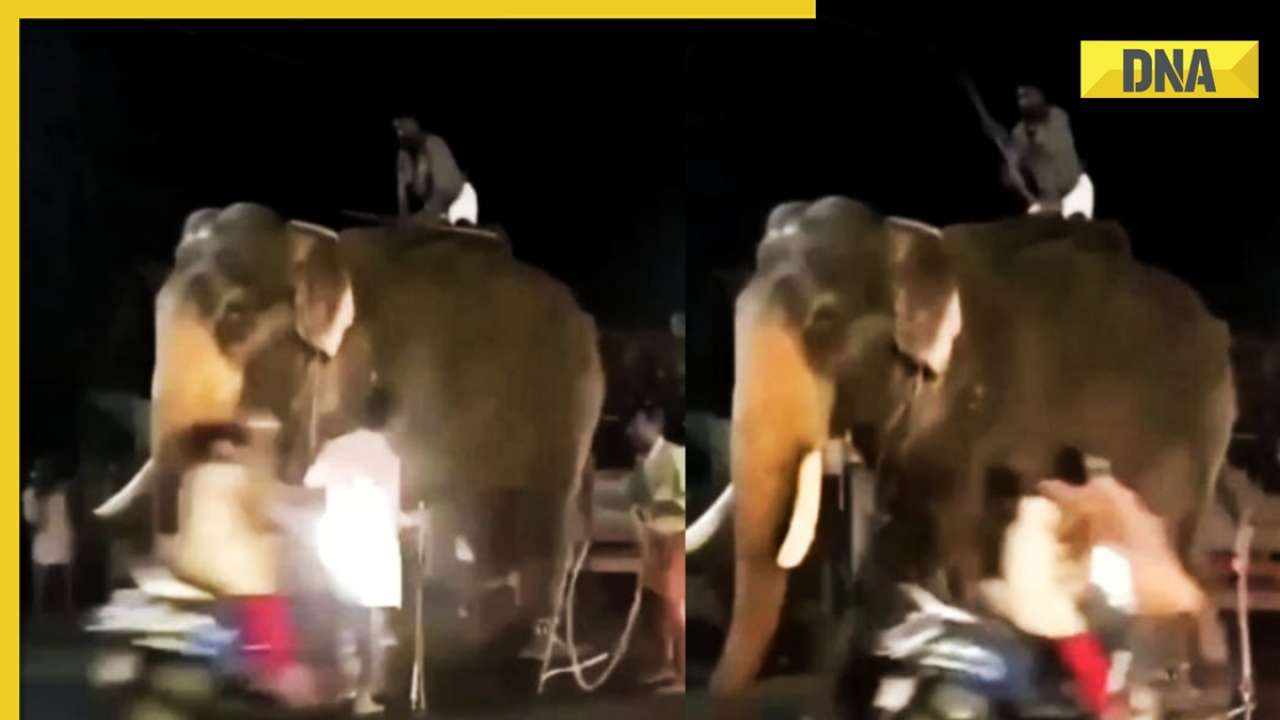一名女子骑着摩托车撞上了大象，视频显示了被吓到的大象的反应